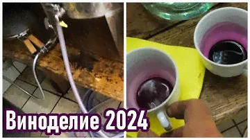 Перелив и дегустация красного вина /Виноделие 2024